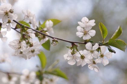 Spring